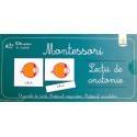 LECȚII DE ANATOMIE - ORGANE DE SIMȚ - MONTESSORI