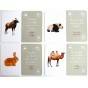 ANIMALE - ASOCIERI MONTESSORI